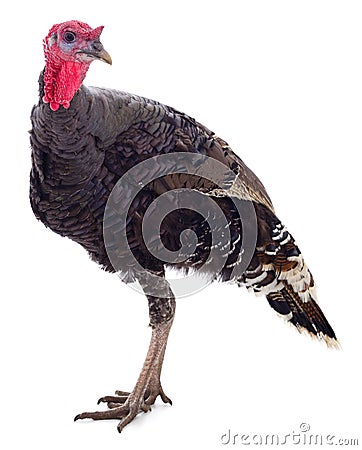 Young turkey bird isolated Stock Photo