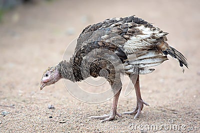 Young turkey chick Stock Photo