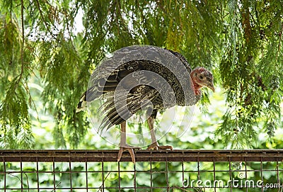 Young turkey chick sitting on the fence Stock Photo
