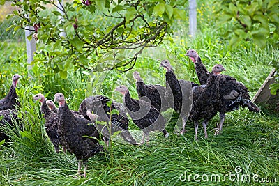 Young turkey chicks on a farm Stock Photo