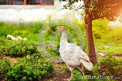 young turkey on a farm Stock Photo