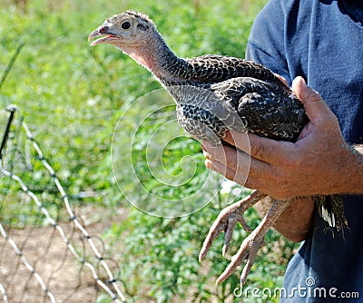 Young Turkey Held by Farmer Stock Photo