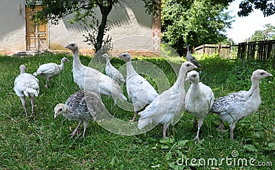 Young turkeys graze on green grass Stock Photo