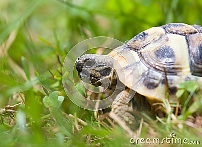 Young turtle Stock Photo