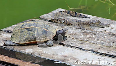 Young turtle with crocodile Stock Photo