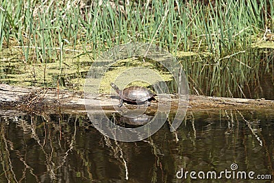 Young turtle sunbathing on a log Stock Photo