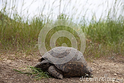 Young turtle Stock Photo