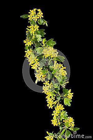 Young twig of black curran with flowers and foliaget, isolated on black background Stock Photo