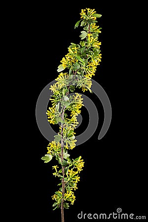 Young twig of black curran with flowers and foliaget, isolated on black background Stock Photo