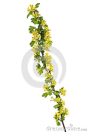 Young twig of black curran with flowers and foliaget, isolated on white background Stock Photo