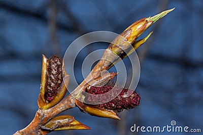 Young twig of blossoming poplar tree with male catkins against the blue sky. Populus canadensis Stock Photo