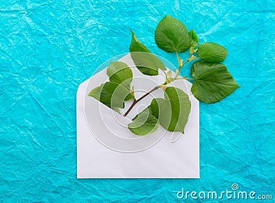 Young twig with green leaves in envelope over blue crumpled decorative paper background. Stock Photo