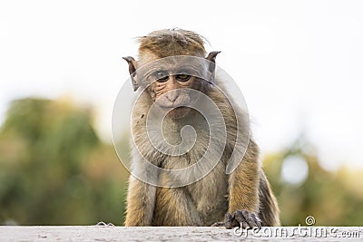 Young, ugly looking Macaque Monkey, Sri Lanka Stock Photo