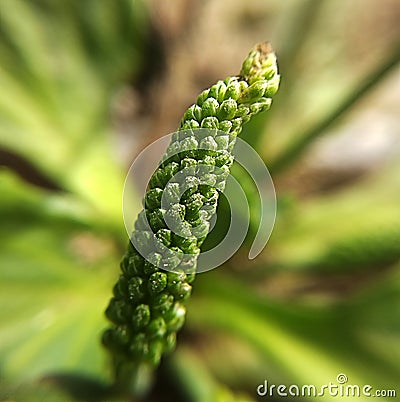Young underdeveloped plantain flower at high magnification Stock Photo