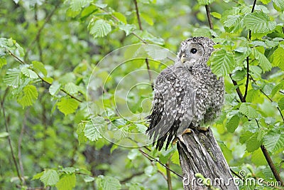 Young Ural owl on a tree Stock Photo