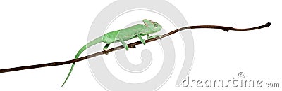 Young veiled chameleon, Chamaeleo calyptratus Stock Photo