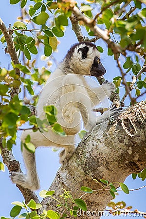 Young Verreaux`s Sifaka Lemur Stock Photo