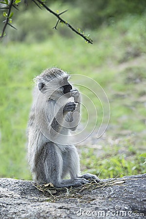 Young vervet monkey eating some food it found in Tanzania, Africa Stock Photo