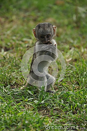 Young vervet monkey Stock Photo