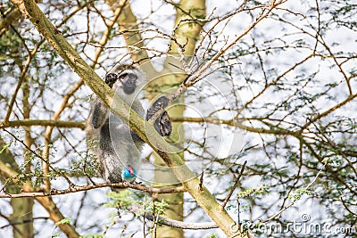 Young vervet monkey on a tree demonstrating its colourful genitals in the Nakuru national park (Kenya) Stock Photo