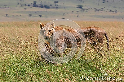 Young and very skinny lion male Stock Photo