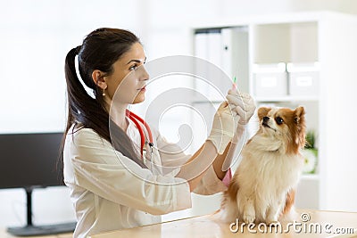 Young vet doctor giving vaccination injection to pet dog Stock Photo