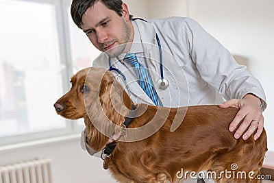 Young veterinarian doctor is examining a dog in vet clinic Stock Photo