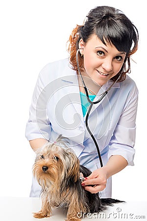 Young veterinarian listens to the heartbeat of the dog Stock Photo