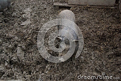 Young Vietnamese piggy on the barn yard. Little pigs feed on traditional rural farm yard Stock Photo