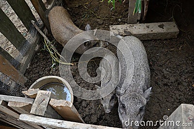 Young Vietnamese piggy on the barn yard. Little pigs feed on traditional rural farm yard Stock Photo