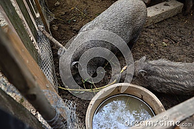 Young Vietnamese piggy on the barn yard. Little pigs feed on traditional rural farm yard Stock Photo