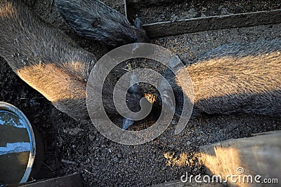 Young Vietnamese piggy on the barn yard. Little pigs feed on traditional rural farm yard Stock Photo