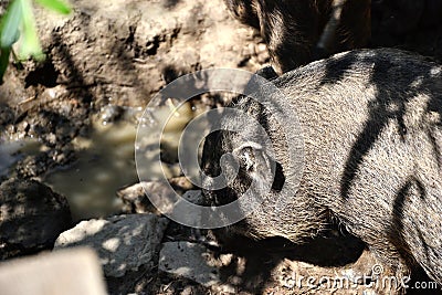 Young Vietnamese piggy on the barn yard. Little pigs feed on traditional rural farm yard Stock Photo