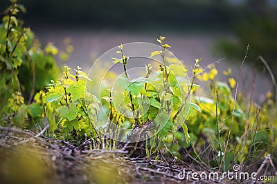 Young vine of gamay at Beaujolais, France Stock Photo