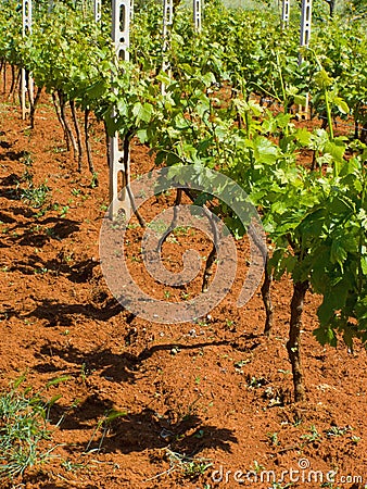 Young vineyard Stock Photo