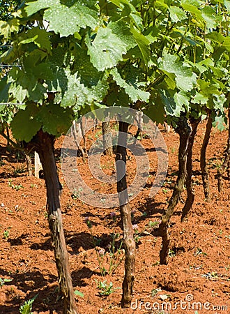 Young vineyard Stock Photo