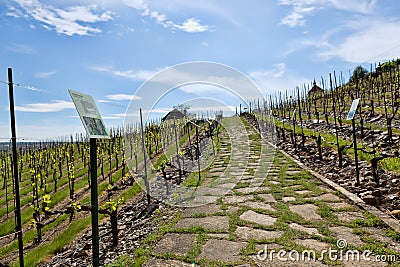 Young vineyard has planted in parallel rows at hilly Stock Photo