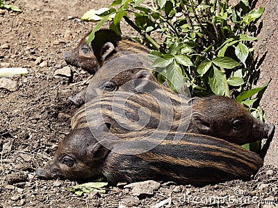 Young Visayan warty pig, Sus cebifrons negrinus resting side by side Stock Photo