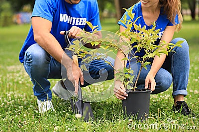 Young volunteers planting tree in green , closeup. Charity work Stock Photo