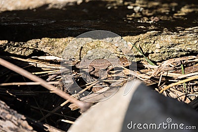 Young wall lizard hiding Stock Photo