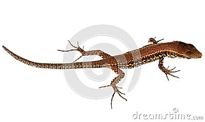 Young wall lizard - isolated, Podarcis muralis Stock Photo