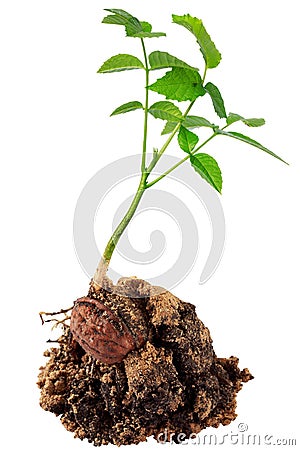 Young walnut sprout Stock Photo