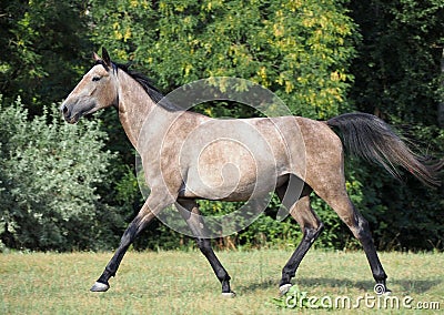 A warmblood mare trots across the field Stock Photo