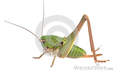 Young wart-biter, Decticus verrucivorus isolated on white background Stock Photo