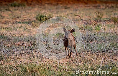 Young wart hog stars bravely at the safari vehicle Stock Photo