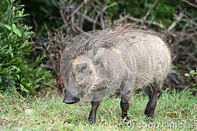 Young warthog Stock Photo