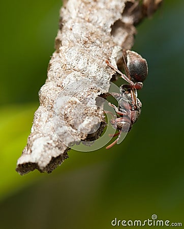 Young wasp Stock Photo