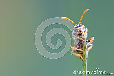 Young Wasp Stock Photo