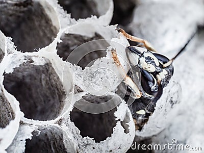 Young wasp crawling out of its cell Stock Photo