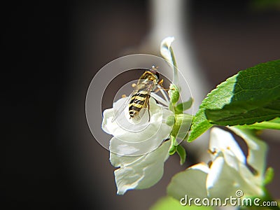 Young wasp on a flower Apple tree Stock Photo